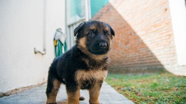 German-Shepherd-Dog-Breed-Information-Characteristics