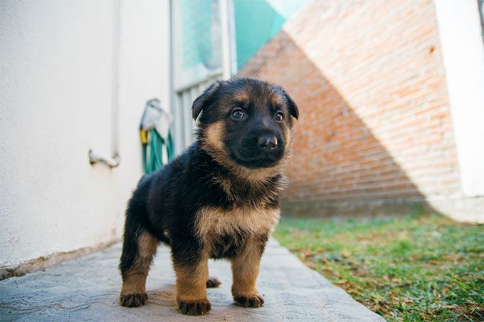 German-Shepherd-Dog-Breed-Information-Characteristics