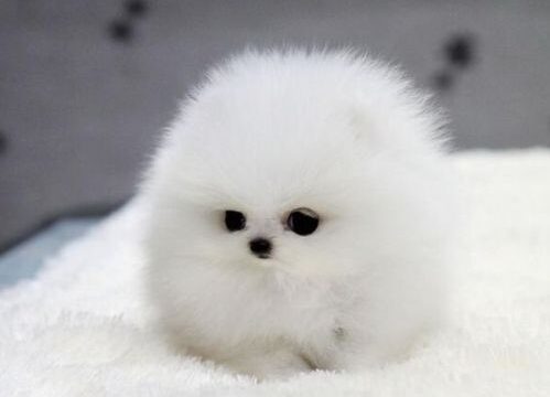 My-friends-PUPPY