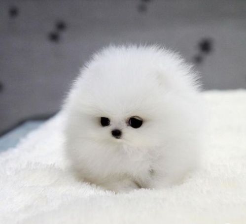 My-friends-PUPPY
